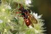 Nomada sp.